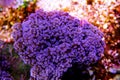 Euphyllia Divisa is a genus of large-polyped stony coral Royalty Free Stock Photo