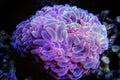 Colorful Euphyllia is a genus of large-polyped stony coral