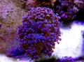 Colorful Euphyllia is a genus of large-polyped stony coral Royalty Free Stock Photo