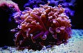 Euphyllia sp. is a genus of large-polyped stony coral