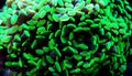 Euphyllia sp. is a genus of large-polyped stony coral