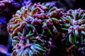 Euphyllia species Large Polyp Stony coral in saltwater reef aquarium Royalty Free Stock Photo