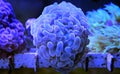 Euphyllia species Large Polyp Stony coral in saltwater reef aquarium Royalty Free Stock Photo