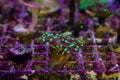 Euphyllia glabrescens coral in cell on blurry background of small corals in purple cells. Royalty Free Stock Photo
