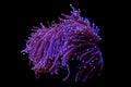 Colors of the Torch LPS Coral - Euphyllia glabrescens