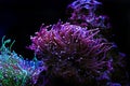 Colors of the Torch LPS Coral - Euphyllia glabrescens