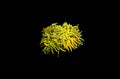 Golden Euphyllia Torch LPS Coral - Euphyllia glabrescens