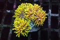 Golden Euphyllia Torch LPS Coral - Euphyllia glabrescens