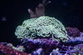 Euphyllia hammer coral in marine aquarium