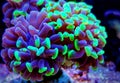 Euphyllia Hammer LPS coral - Euphyllia ancora Royalty Free Stock Photo