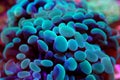 Euphyllia Hammer LPS coral - Euphyllia ancora