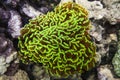 Euphyllia paraancora ÃÂoral green Royalty Free Stock Photo