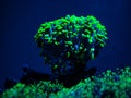 Euphyllia parancora LPS coral showing its green fluorescence color in a reef aquarium