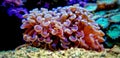 Euphyllia species Large Polyp Stony coral in saltwater reef aquarium Royalty Free Stock Photo