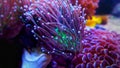 Euphyllia species lps corals in saltwater reef aquarium