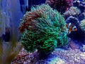 Euphyllia species lps corals in saltwater reef aquarium