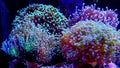 Euphyllia species lps corals in saltwater reef aquarium