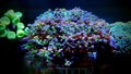 Euphyllia species lps corals in saltwater reef aquarium