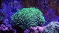 Euphyllia Torch Coral