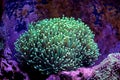 Euphyllia Torch Coral