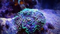 Euphyllia Torch Coral