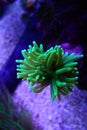 Euphyllia Torch LPS coral - Euphyllia glabrescens Royalty Free Stock Photo