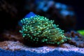 Euphyllia Torch LPS coral - Euphyllia glabrescens Royalty Free Stock Photo
