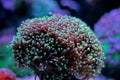 Euphyllia Torch Coral in reef tank