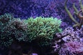 Euphyllia Torch LPS Coral