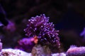 Euphyllia Torch LPS coral - Euphyllia glabrescens