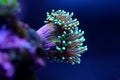 Euphyllia Torch LPS coral - Euphyllia glabrescens