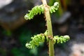 Euphyllophytes, Beautiful green spiral fern