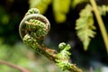 Euphyllophytes, Beautiful green spiral fern