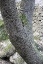 Euplagia quadripunctaria rhodosensis resting on an Oriental Sweetgum tree trunk in the Petaloudes Valley. Royalty Free Stock Photo