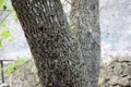 Euplagia quadripunctaria rhodosensis resting on an Oriental Sweetgum tree trunk in the Petaloudes Valley. Royalty Free Stock Photo