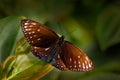 Euploea camaralzeman, Indomalayan species of danaine butterfly, Java in Indonesia, Asia. Beautiful insect in the green nature