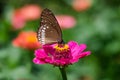 Euploea core, the common crow Royalty Free Stock Photo