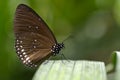 Euploea modesta butterfly leaf Royalty Free Stock Photo