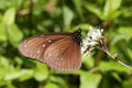 An euploea mulciber eating eupatorium in the garden Royalty Free Stock Photo