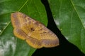 Eupterote sp. moth Royalty Free Stock Photo