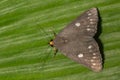 Eupterote sp. moth Royalty Free Stock Photo