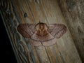 Eupterote undata is a moth of the family Eupterotidae.