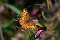 Euptoieta Claudia or variegated fritillary on Echinacea flower.