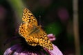 Euptoieta Claudia or variegated fritillary on Echinacea flower.