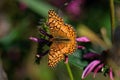 Euptoieta Claudia or variegated fritillary on Echinacea flower.