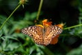 Euptoieta Claudia or variegated fritillary in the late summer sun.