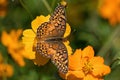 Euptoieta Claudia or variegated fritillary on orange cosmos.