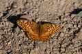 Euptoieta Claudia or variegated fritillary sunning itself o n a bed of pebbles.