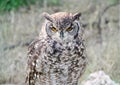 Eurasean Eagle Owl