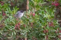 Eurasia Blackcap